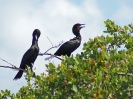 Ohrenscharbe, Everglades Nationalpark, Florida, Juli 2016