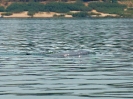 Irawaddy-Delphin, Don Khon Island, Süd-Laos, März 2016