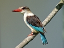 Brownhooded Kingfisher, 4. November 2011 - White River Lodge,  White River, Mpumalanga, Südafrika