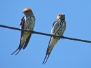 Lesser Striped Swallow, 4. November 2011 - White River Lodge,  White River, Mpumalanga, Südafrika