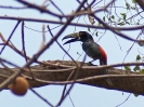 Halsbandarassari, Reserva Silvestre Privada Montibelli, in der Nähe von Managua, Nicaragua, April 2017
