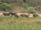 Afrikanischer Elefant, Südafrika 2011