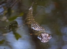 Alligator, Audubon Corkscrew Swamp Sanctuary, Naples, Florida, Juli 2016