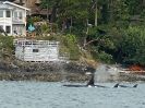 Schwertwal, San Juan Islands, Bundesstaat Washington, Juli 2019