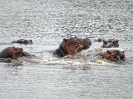 11-03_m_-_hippos_in_action_20111124_1005867997
