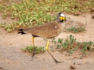 Senegalkiebitz, Queen Elizabeth Nationalpark, Uganda, Oktober 2016