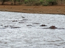 Flusspferd, Krüger-Nationalpark, Südafrika, Oktober 2011