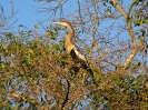 Anhinga, Pantanal, Mato Grosso, Brasilien, Juli 2008
