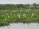 Silberreiher, Pantanal, Mato Grosso, Brasilien, Juli 2008