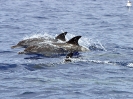 Fleckendelphin, vor Funchal, Madeira, Juli 2020