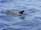 Fleckendelphin, vor Funchal, Madeira, Juli 2020