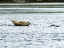 Seehund, Juan de Fuca Strait, Vancouver Island, British Columbia, Juli 2019