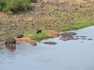 Flusspferd, Krüger-Nationalpark, Südafrika, November 2011