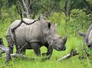 Breitmaulnashorn, Ziwa Rhino Sancturay, Uganda, Oktober 2016