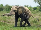 Afrikanischer Elefant, Queen Elizabeth Nationalpark, Uganda, Oktober 2016