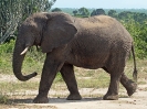 Afrikanischer Elefant, Queen Elizabeth Nationalpark, Uganda, Oktober 2016