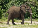 Afrikanischer Elefant, Murchison Falls Nationalpark, Uganda, Oktober 2016