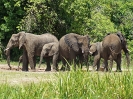 Afrikanischer Elefant, Murchison Falls Nationalpark, Uganda, Oktober 2016