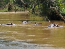 Flusspferd, Ishasha River, Queen Elizabeth Nationalpark, Uganda, Oktober 2016