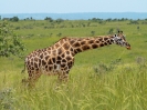 Rothschild-Giraffe, Murchison Falls-Nationalpark, Uganda, Oktober 2016