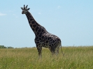 Rothschild-Giraffe, Murchison Falls-Nationalpark, Uganda, Oktober 2016