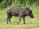 Warzenschwein, Queen Elizabeth Nationalpark, Uganda, Oktober 2016
