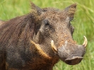 Warzenschwein, Murchison Falls Nationalpark, Uganda, Oktober 2016