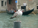 Mittelmeermöwe, Venedig, Oktober 2013