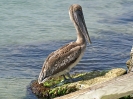 Brauner Pelikan, Florida Keys, Florida, Juni 2006