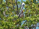 Brauner Pelikan, Everglades-Nationalpark, Florida, Juli 2016
