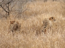 Gepard, Krüger-Nationalpark, Südafrika, Oktober 2011