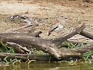 Senegaltriel, Viktoria-Nil, Murchison Falls Nationalpark, Uganda, Oktober 2016