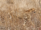 Gepard, Krüger-Nationalpark, Südafrika, Oktober 2011