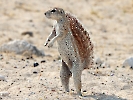 Borstenhörnchen, Etosha-Nationalpark, Namibia, Oktober 2022