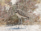 Doppelband-Rennvogel, Etosha-Nationalpark, Namibia, Oktober 2022