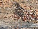 Kaptriel, Etosha-Nationalpark, Namibia, Oktober 2022