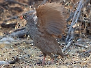 Rotschnabelfrankolin, Etosha-Nationalpark, Namibia, Oktober 2022