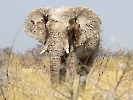Afrikanischer Elefant, Etosha-Nationalpark, Namibia, Oktober 2022