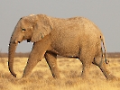 Afrikanischer Elefant, Etosha-Nationalpark, Namibia, Oktober 2022