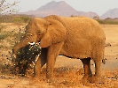 Afrikanischer Elefant, Torra Conservancy, Twyfelfontein Area, Namibia, Oktober 2022