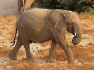 Afrikanischer Elefant, Torra Conservancy, Twyfelfontein Area, Namibia, Oktober 2022
