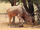 Elenantilope, Intu Afrika Private Game Reserve, Namibia, Oktober 2022