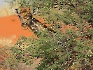 Kap-Giraffe, Intu Afrika Private Game Reserve, Namibia, Oktober 2022