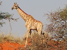 Kap-Giraffe, Intu Afrika Private Game Reserve, Namibia, Oktober 2022
