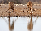 Kap-Giraffe, Etosha-Nationalpark, Namibia, Oktober 2022
