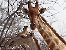 Kap-Giraffe, Etosha-Nationalpark, Namibia, Oktober 2022