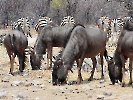 Streifengnu, Etosha-Nationalpark, Namibia, Oktober 2022