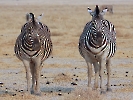 Steppenzebra, Etosha-Nationalpark, Namibia, Oktober 2022