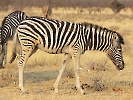 Steppenzebra, Etosha-Nationalpark, Namibia, Oktober 2022