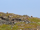 Seeadler, in der Gegend von Vardø, Norwegen, Juli 2022
